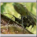 Agapanthia villosoviridescens - Distelbock 06.jpg